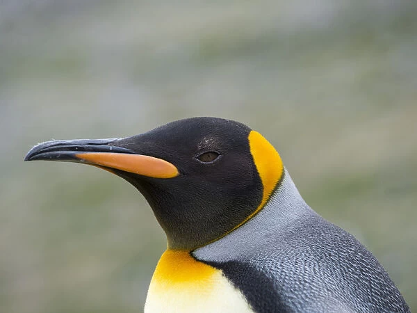 King Penguin (Aptenodytes patagonicus) rookery in St. Andrews Bay. South Georgia Island