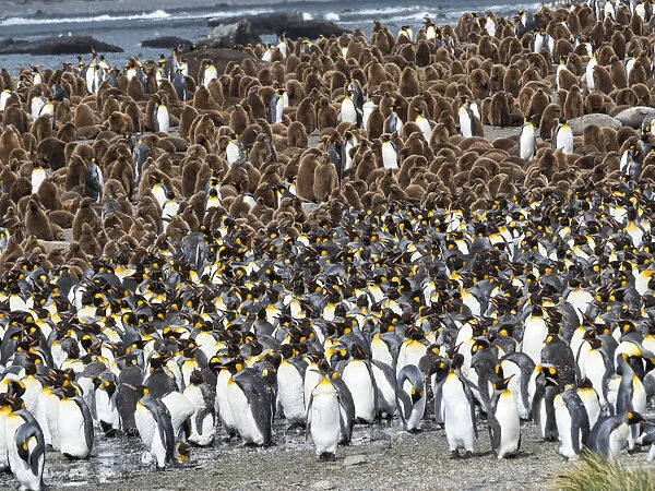 King Penguin (Aptenodytes patagonicus) rookery in Gold Harbour. South Georgia Island