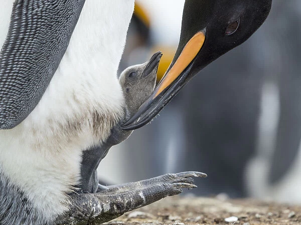 King Penguin chick balancing on the feet of a parent, Falkland Islands