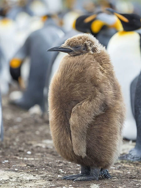 King Penguin chick with brown plumage, Falkland Islands