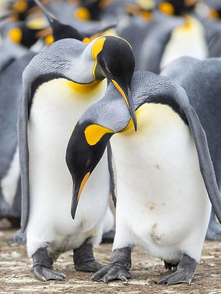 King Penguin courtship display, Falkland Islands