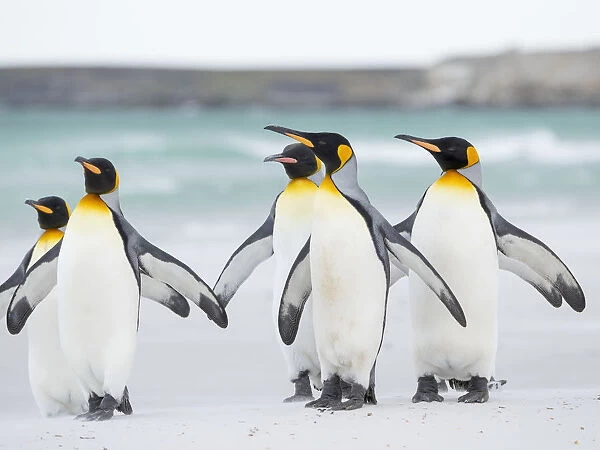 King Penguin on Falkland Islands