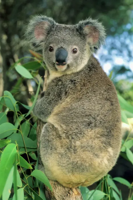 Framed Print : Koala Print: South Australian Endangered Species Framed Print : Koala Print: South Australian Endangered Species