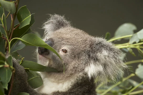 Koala ( Phascolarctos cinereus ), Sydney, New South Wales, Australia