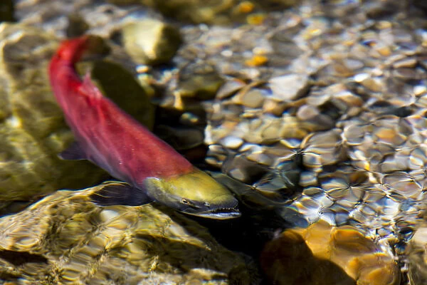 Kokanee salmon heading upstream in spawning grounds in British Columbia, Canada
