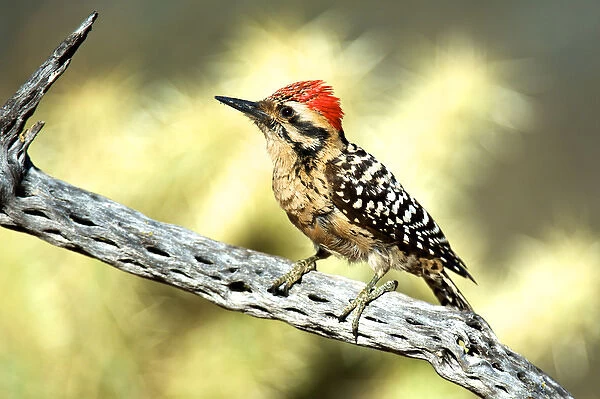 A ladder-backed woodpecker perched on a Cholla cactus Ladder-backed woodpecker