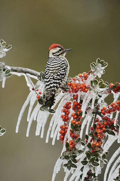 Ladder-backed Woodpecker (Picoides scalaris), adult male prched on icy branch of Yaupon Holly