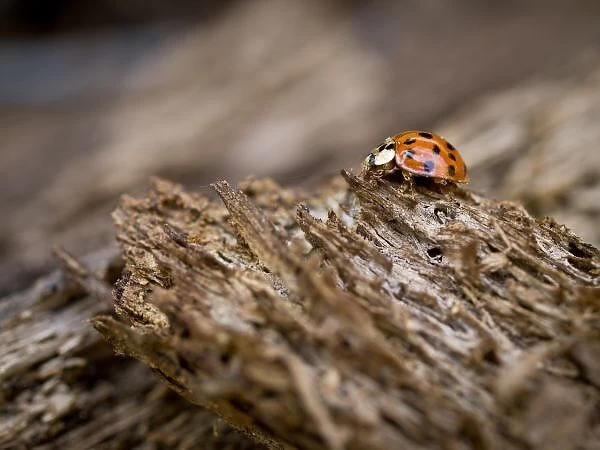 Ladybug on old wood, Apalachicola Bluffs and Ravines Preserve, near Apalachicola River