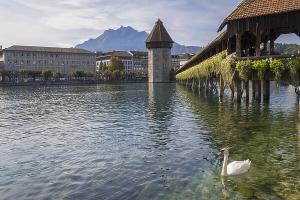 Lake Lucerne, Switzerland. Famous walking bridge and swans in river during the fall