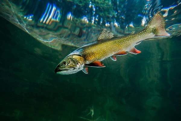 Laketrout swimming near surface of Emerald Lake in Montana
