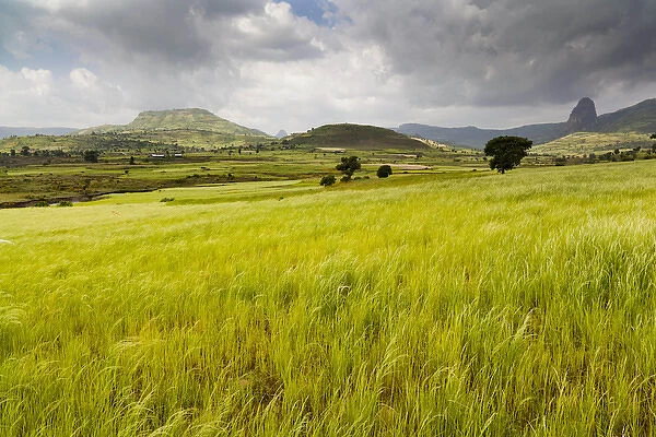 Landscape between Gonder and Lake Tana in Ethiopia, field with Teff. This fertile region is farmed