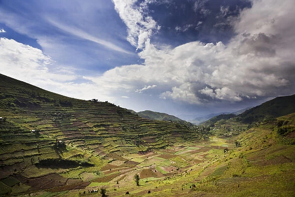 Landscapes around Kisoro, Kigezi. This area is densly populated and intensivly farmed