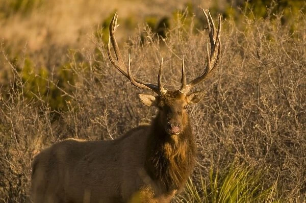 A large bull desert elk (Cervus elaphus) raw faced from feeding on prickly cactus