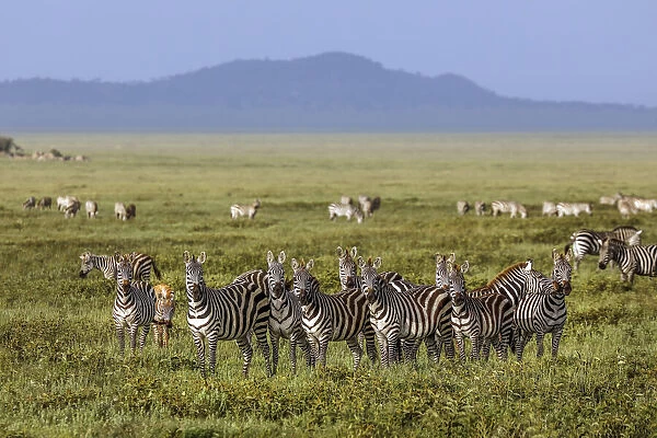 Large herd of Burchells Zebra, Serengeti National Park, Tanzania, Africa