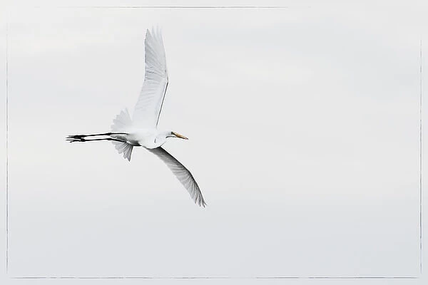 A large wingspan of a snowy egret in flight