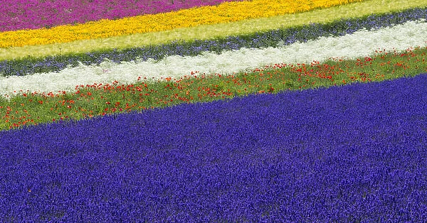 Lavender farm, Furano, Hokkaido Prefecture, Japan