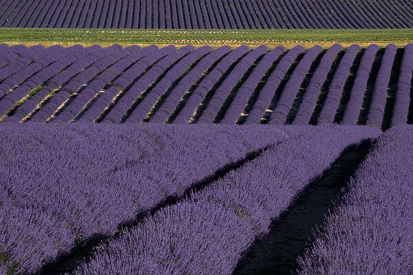 Lavender fields on Valensole Plain, Provence, Southern France