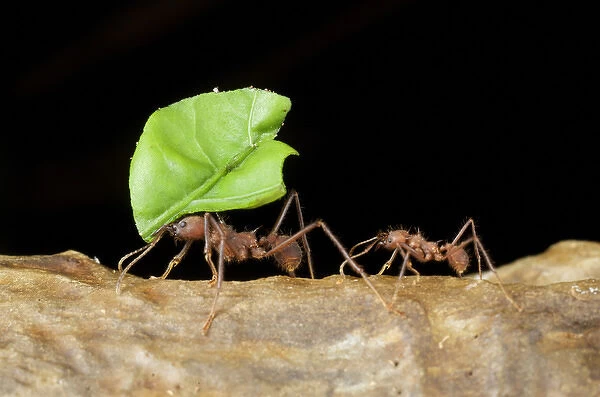 Leafcutter ants (Acromyrmex sp), Costa Rica