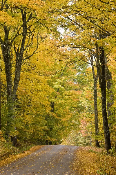 Leaves fall from sugar maple trees lining a dirt road in Cabot, Vermont