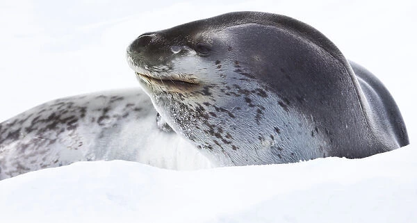 Leopard seal, Antarctica