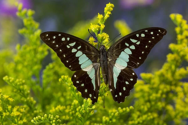 The Lesser Jay Butterfly, Graphium evemon orthia