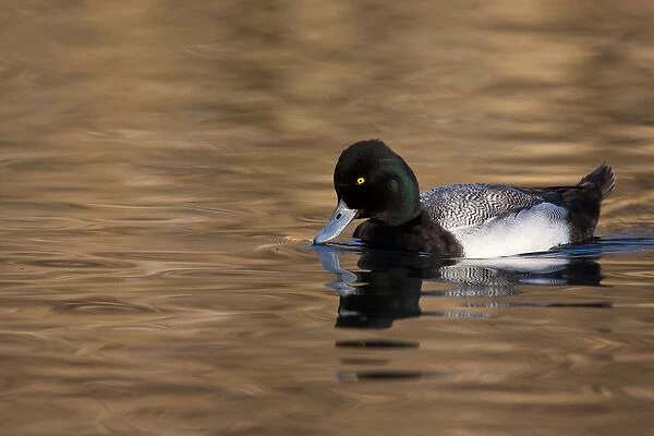 Lesser Scaup (Aythya affinis) male reflected in dark water, Texas