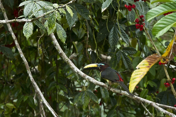 Lettered Aracari (Pteroglossus inscriptus), Yasuni National Park, Amazon Rainforest, ECUADOR
