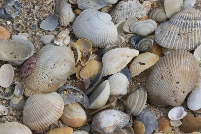 Framed Print : Florida Beach Shells Print Framed Print : Florida Beach Shells Print
