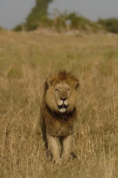 Lion (Panthera leo) this is one of the Duba pride males. Duba Plains. Okavango Delta