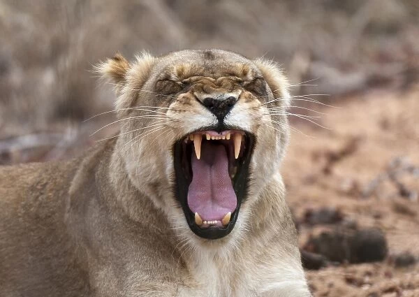 Lion (Panthera leo), Kapama Game Reserve, South Africa