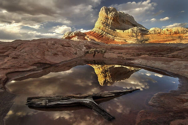A log in a pool reflect white pockets area in northern Arizona