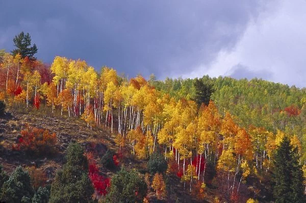 Logan Canyon in Utah in autumn with passing storm