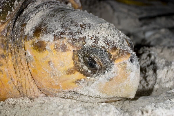 Loggerhead sea turtles, Caretta caretta, are threatened species under the Endangered Species Act