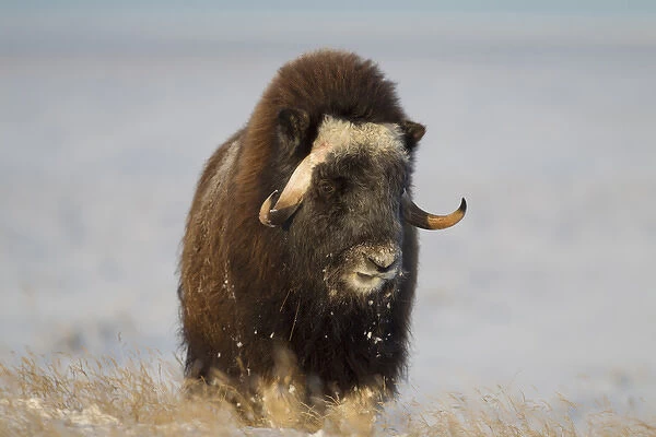 A lone muskox bull browses on sedges on the arctic tundra, ANWR, Alaska