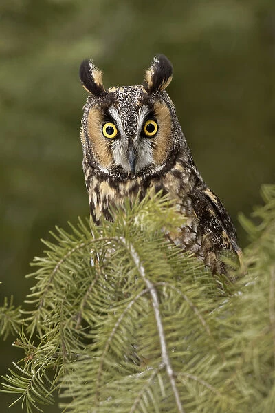 Long-eared Owl, Asio otus (Captive) Montana