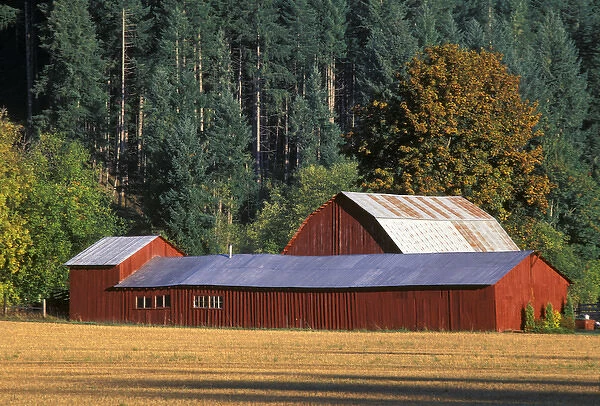 Long red wooden barn with golden yellow grass field and tall Douglas firs on the