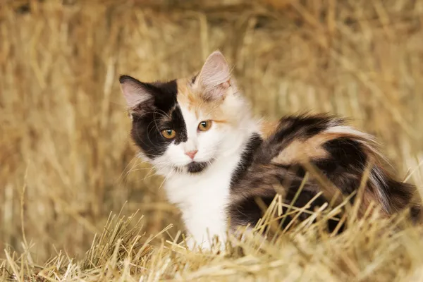 Calico cats deals for sale