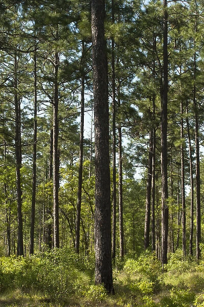 Longleaf Pine Forest (Pinus palustris) Once dominated the southern landscape