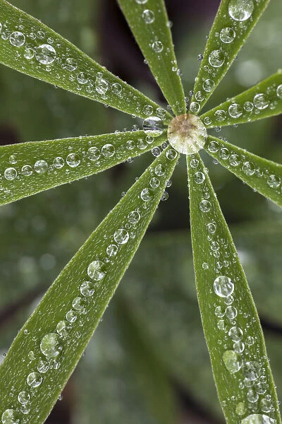 Lupine leaves and raindrops, Olympic National Park, Washington State