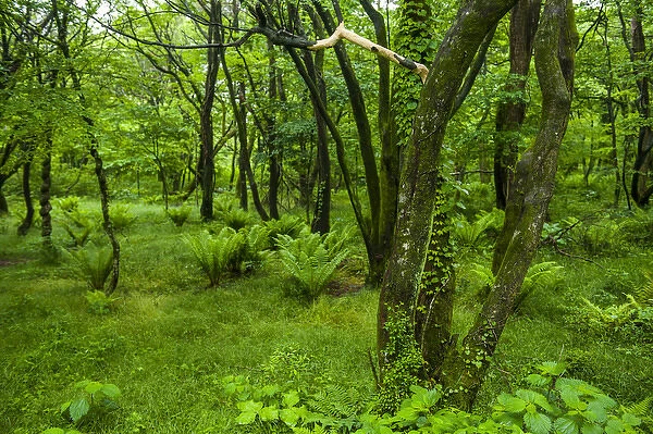 Lush geen forest in the Hallasan national forest on the Unesco world heritage sight