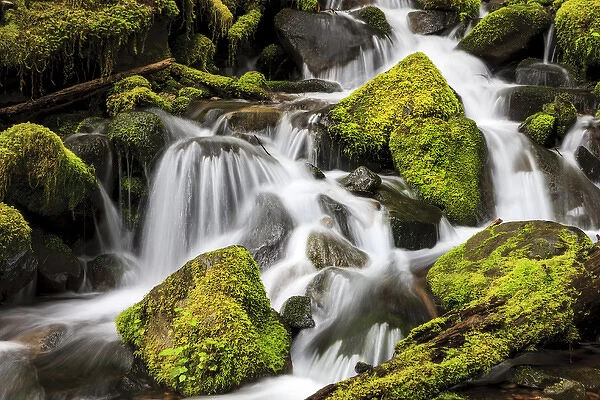 Lush waterfall. Olympic National Park, Washington, US