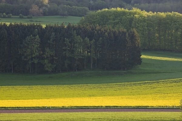Luxembourg, Ettelbruck. Mustard field in the spring
