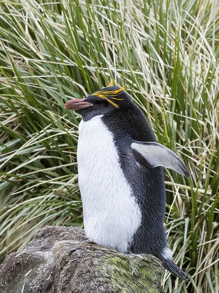 Macaroni Penguin (Eudyptes chrysolophus) standing in colony in typical dense Tussock Grass