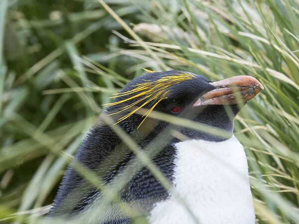 Macaroni Penguin (Eudyptes chrysolophus), standing in colony in typical dense Tussock Grass