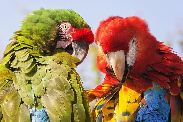 Two Macaws preening