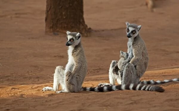 Madagascar, Berenty Lemur Reserve. Ring-tailed Lemurs (Lemur catta) with baby