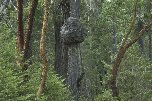 Madrona Trees (Arbutus menziesii), Little Qualicum Falls Provincial Park, Vancouver Island