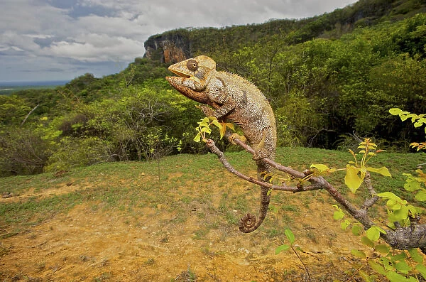 Malagasy Giant Madagascar or Oustalets Chameleon (Furcifer oustaleti), Montagne