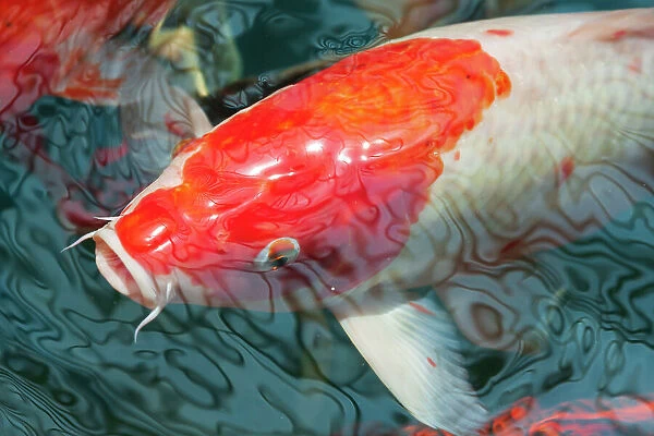 Malaysia, Malacca (Melaka). Close-up of koi fish