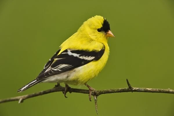Male American Goldfinch in breeding plumage, Carduelis tristis